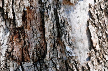 Macro of a bark of olive treeの写真素材