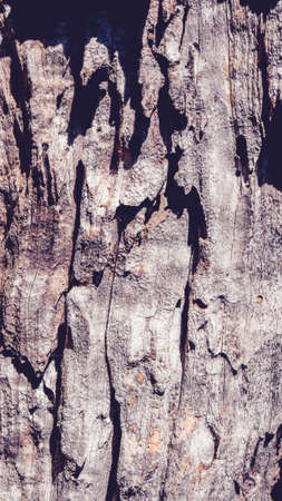 bark olive tree texture macro shot with texture effectの写真素材
