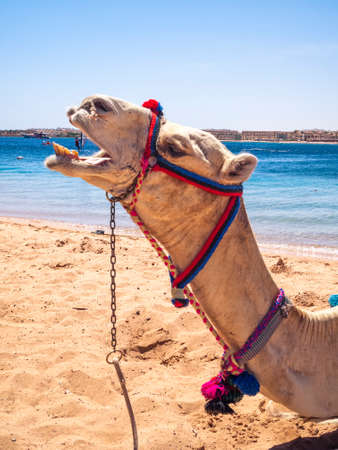 Camel on the beach in a resort in Egyptの写真素材