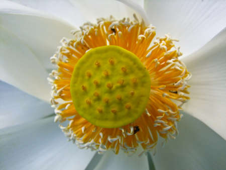 Lotus,,Flower,Flora,Water Flora の写真素材