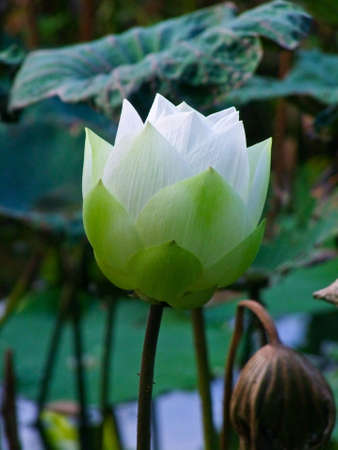 Lotus,,Flower,Flora,Water Flora の写真素材