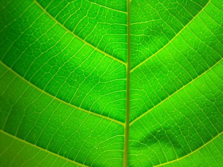 Textures,Leaves,Nature,Green,Tree の写真素材