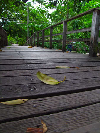 Bridge,Wood bridge,Wood,Fall の写真素材