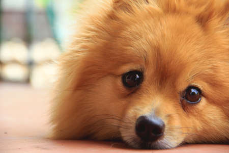 The pomeranianの写真素材