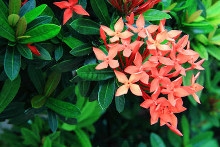 The Ixoraの写真素材
