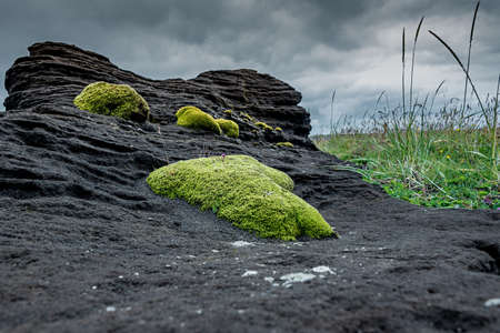 Bright Moss on Dark Stoneの写真素材