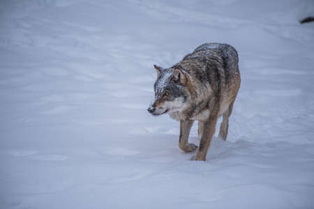 Stalking Wolf