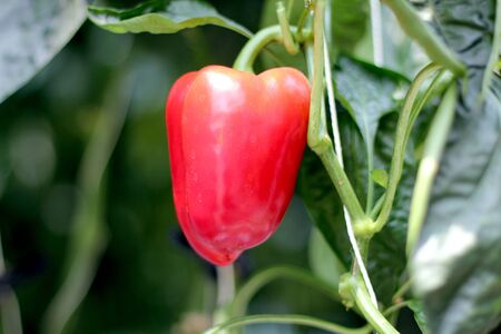 paprika