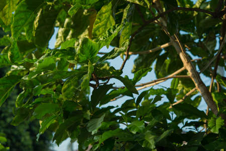 pure tree