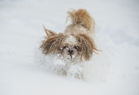 Dog shih tzu playing in snow.の写真素材