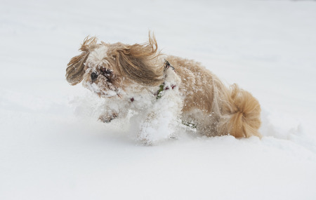 Dog shih tzu playing in snow.の写真素材