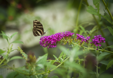 Butterfly on a flower, botanic garden, volcji potok, Kamnik, Sloveniaの写真素材