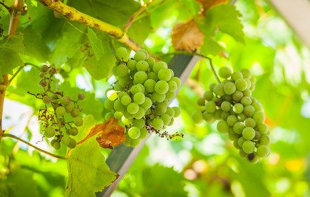 Grapevine, grapesの写真素材