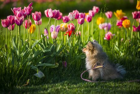 A little german spitz dog smelling tulipsの写真素材