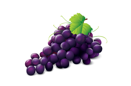 ripe grapeのイラスト素材