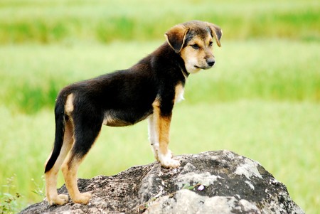 The Dog in Mountain , Thailandの写真素材