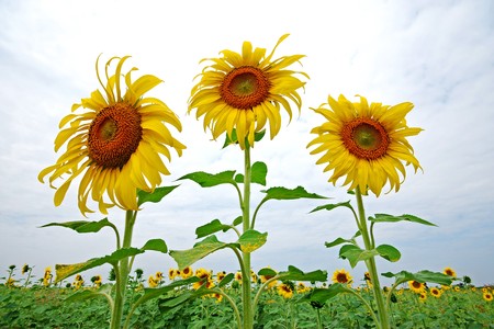 Sunflower Thailand の写真素材