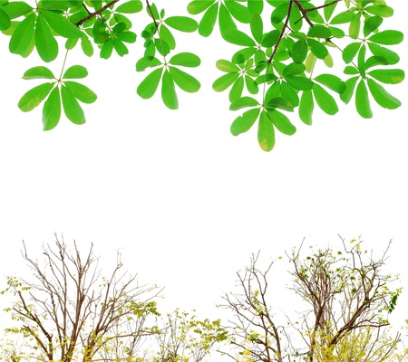 Tree in white backgroundsの写真素材