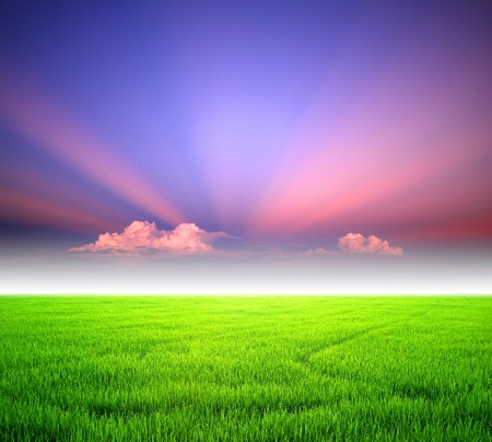Rice sunset farm landscape sky beautiful fieldの写真素材