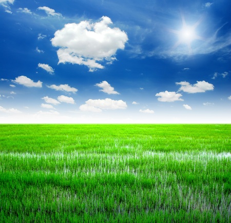 Rice field green grass blue sky cloud cloudy landscape backgroundの写真素材