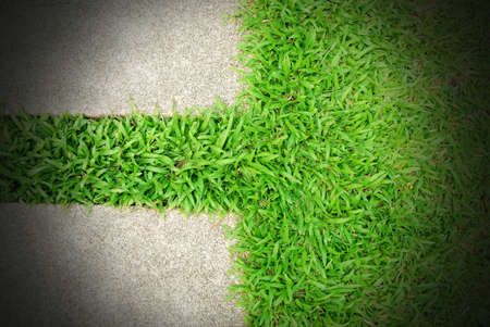 Grass green background texture pattern nature designの写真素材