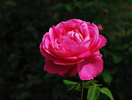 Pink Rose background plant bright beauty blossomの写真素材