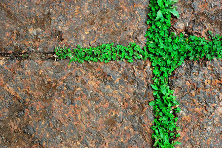 Moss green grass background texture designの写真素材