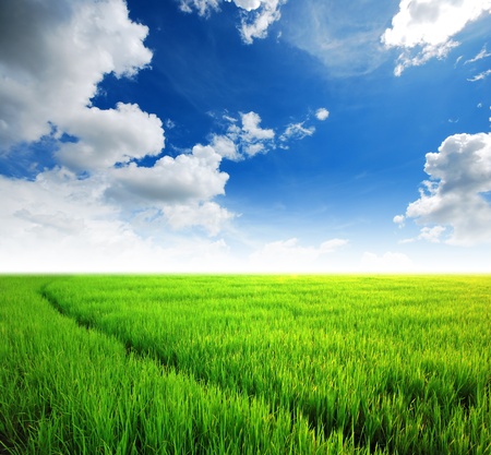 Rice field green grass blue sky cloud cloudy landscape backgroundの写真素材