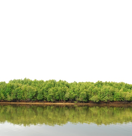 Mangrove forest topical rainforest for background design Thailand の写真素材