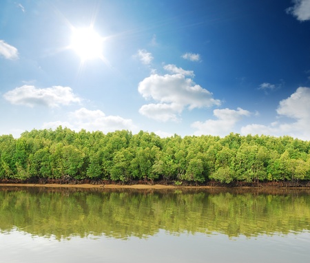 Mangrove forest topical rainforest for background design Thailand の写真素材