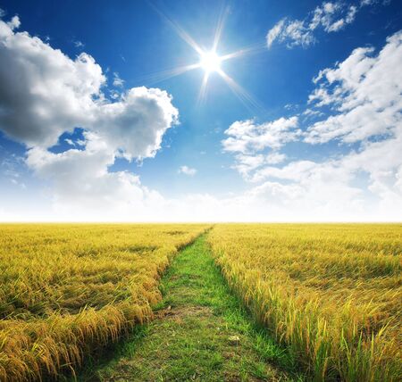 Grass way yellow field and blue sky background in Thailandの写真素材