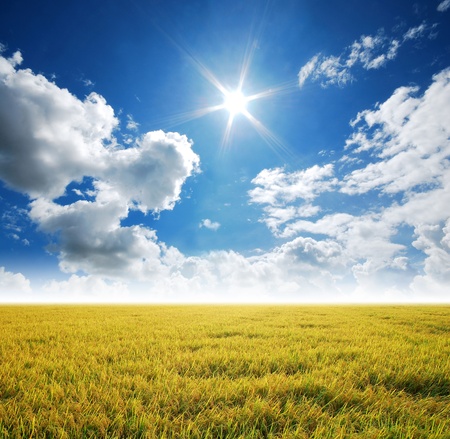 yellow field background agriculture and blue sky sun sunlight from nature in thailandの写真素材