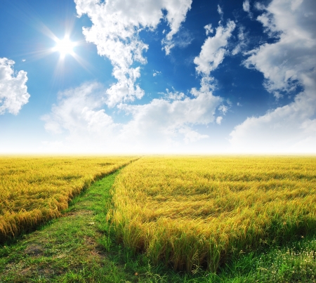 Grass way yellow field and blue sky background in Thailandの写真素材