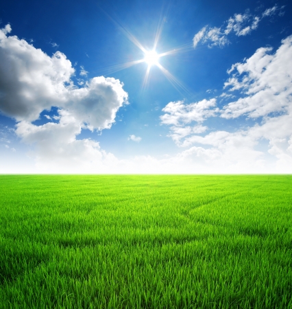 Rice field green grass blue sky cloud cloudy landscape background lawnの写真素材