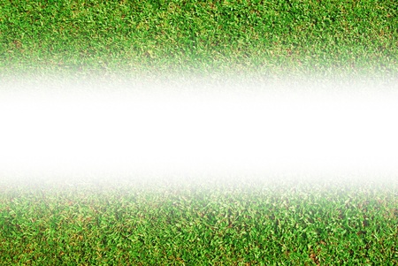 Close-up of green grass with white backgroundの写真素材
