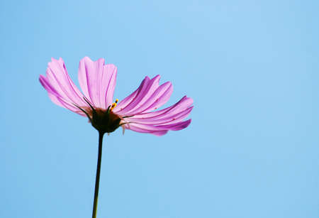 Studio Shot of Pink Colored Mallow Isolated on White Background  の写真素材