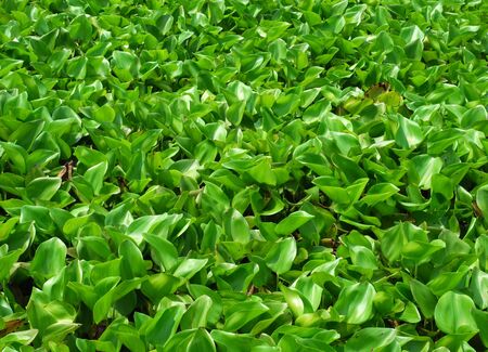 Green leaves texture  Vector illustration の写真素材