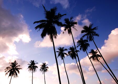 Silhouetted of coconut tree during sunseの写真素材