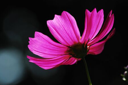 Studio Shot of Pink Colored Mallow Isolated on White Background  の写真素材