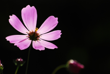 Studio Shot of Pink Colored Mallow Isolated on White Background  の写真素材