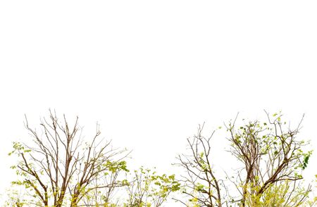 Tree in white backgroundsの写真素材