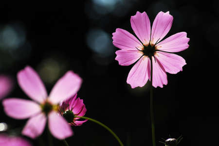 Studio Shot of Pink Colored Mallow Isolated on White Background  の写真素材
