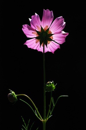 Studio Shot of Pink Colored Mallow Isolated on White Background  の写真素材