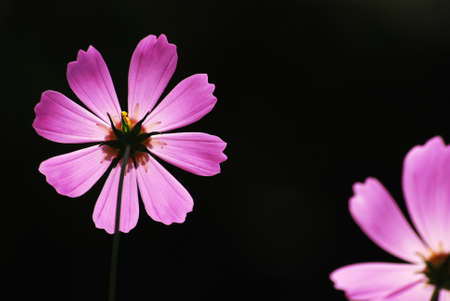 Studio Shot of Pink Colored Mallow Isolated on White Background  の写真素材