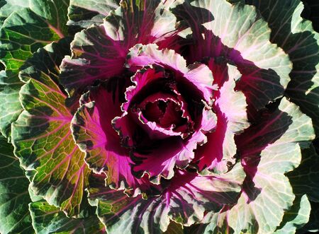 Purple cauliflower  の写真素材