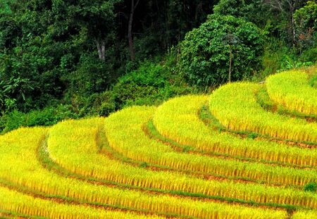 Yellow Paddy in Thailandの写真素材