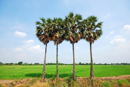 Palm in Countryside of Thailandの写真素材