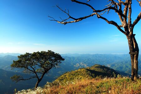 Different Tree on Mountain in Thailandの写真素材