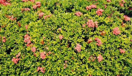 Green and pink Backgroundsの写真素材