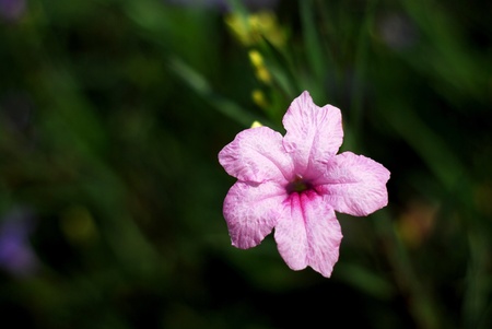 Alone pink flowerの写真素材